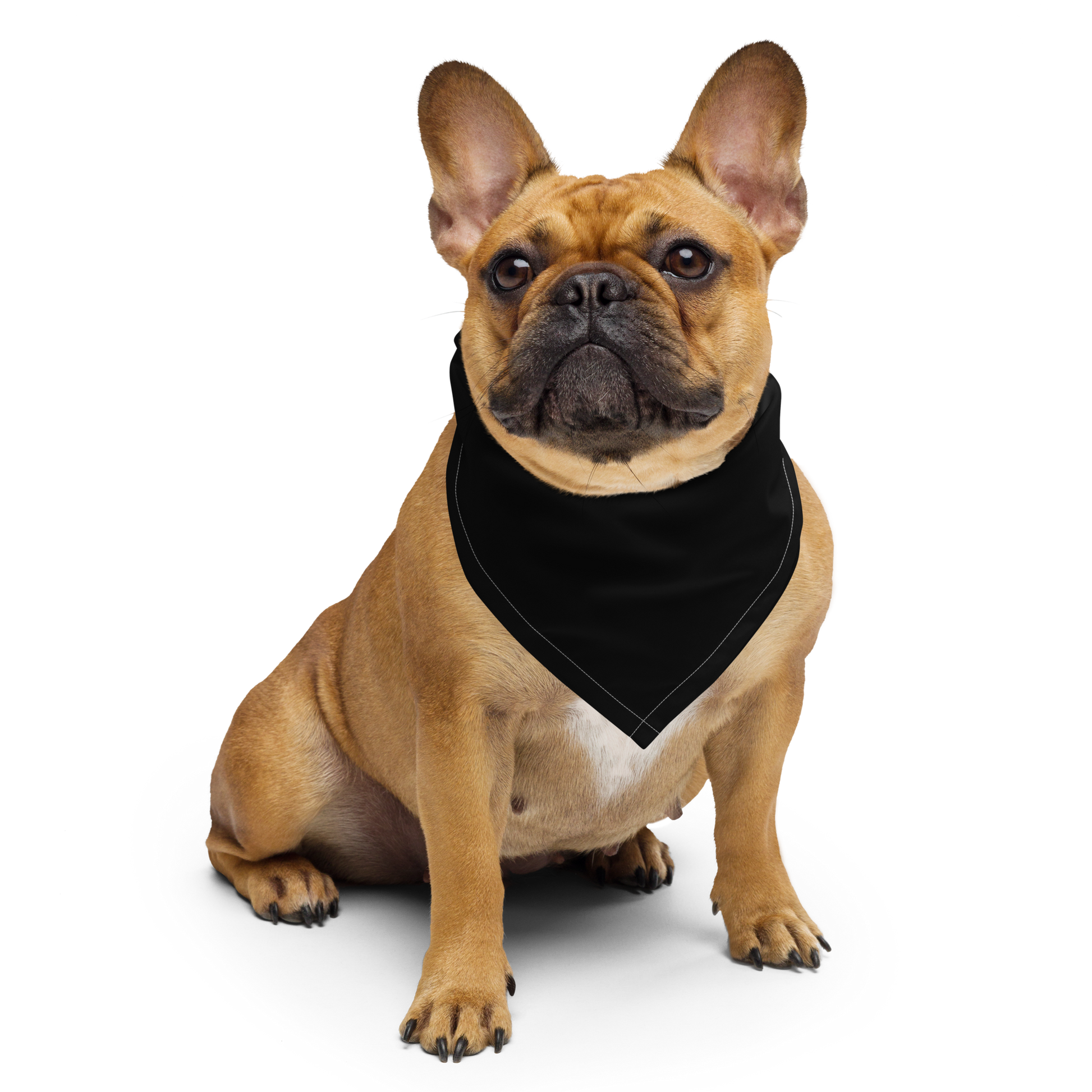 Brown Frenchie dog wearing a black bandana with a vintage-style patch on the pocket area. The design features a green pinup-style zombie girl holding flowers, with a banner underneath that reads “CREEPY ALL YEAR.”